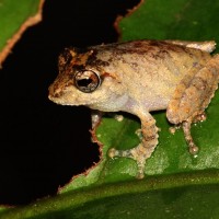 Pseudophilautus mittermeieri Megaskumbura & Manamendra-Arachcchi, 2005